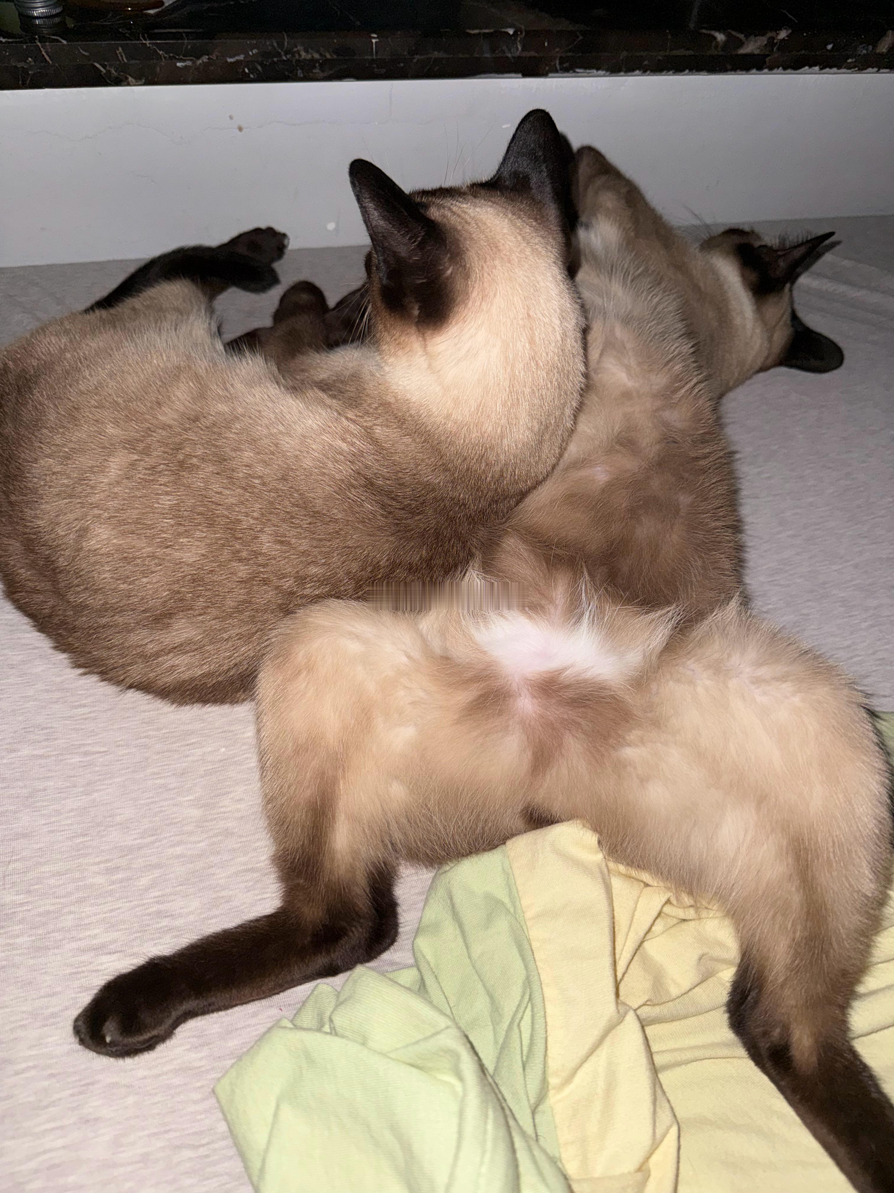 2m宽的床，猫一般至少占半米！[捂嘴哭][捂嘴哭][捂嘴哭]小帅Craft[超话
