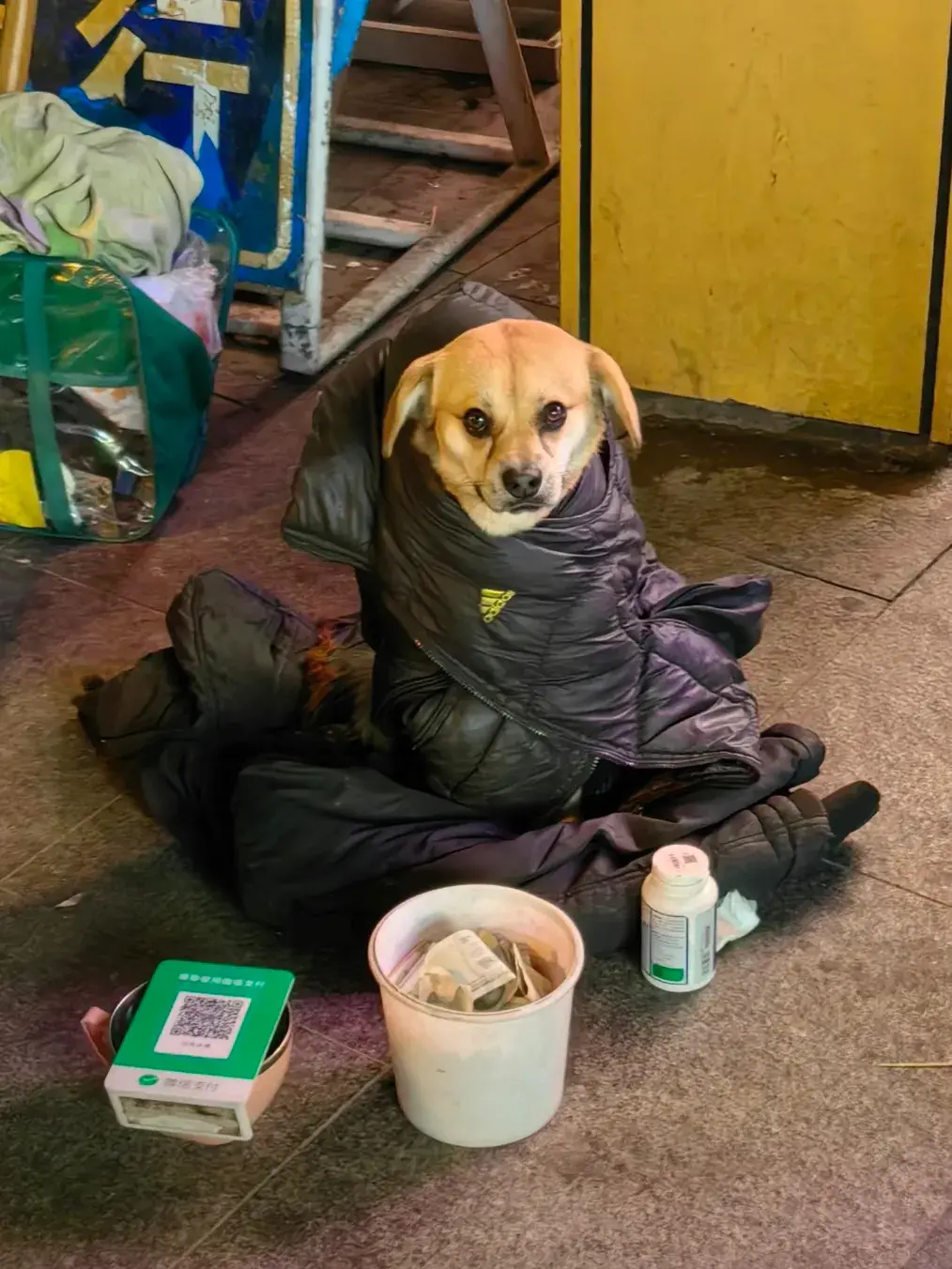 他是街头流浪汉，它却不是流浪狗。在寒冷的冬天，他们是彼此的温暖。寒冷的天气里，女