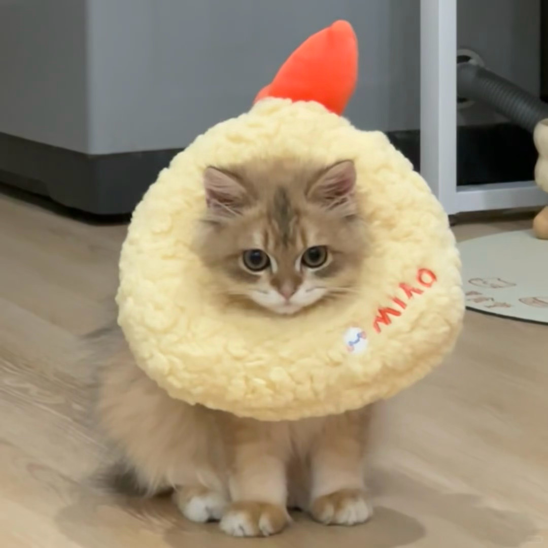 sjendidkshjesn萌得我想说脏话 