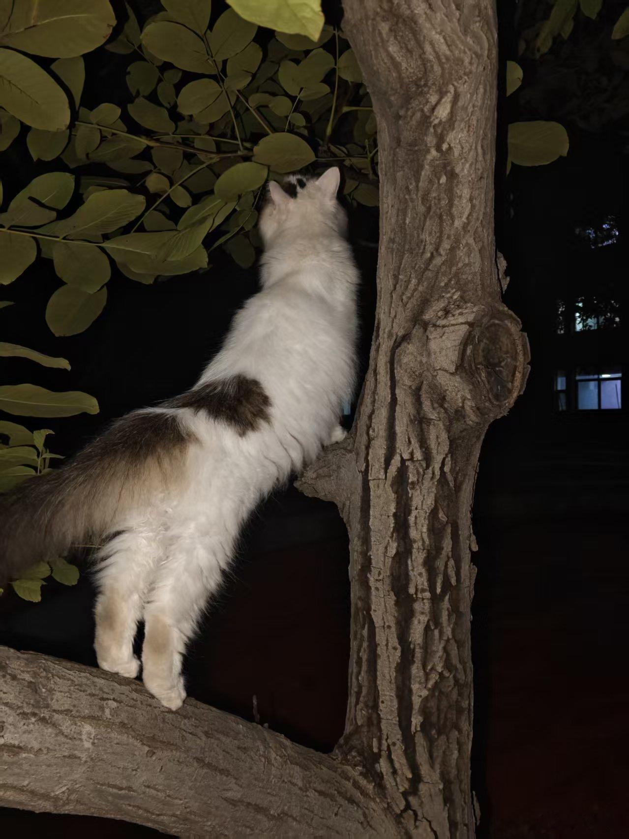 每天就这样偷摸看着萌萌的猫咪 