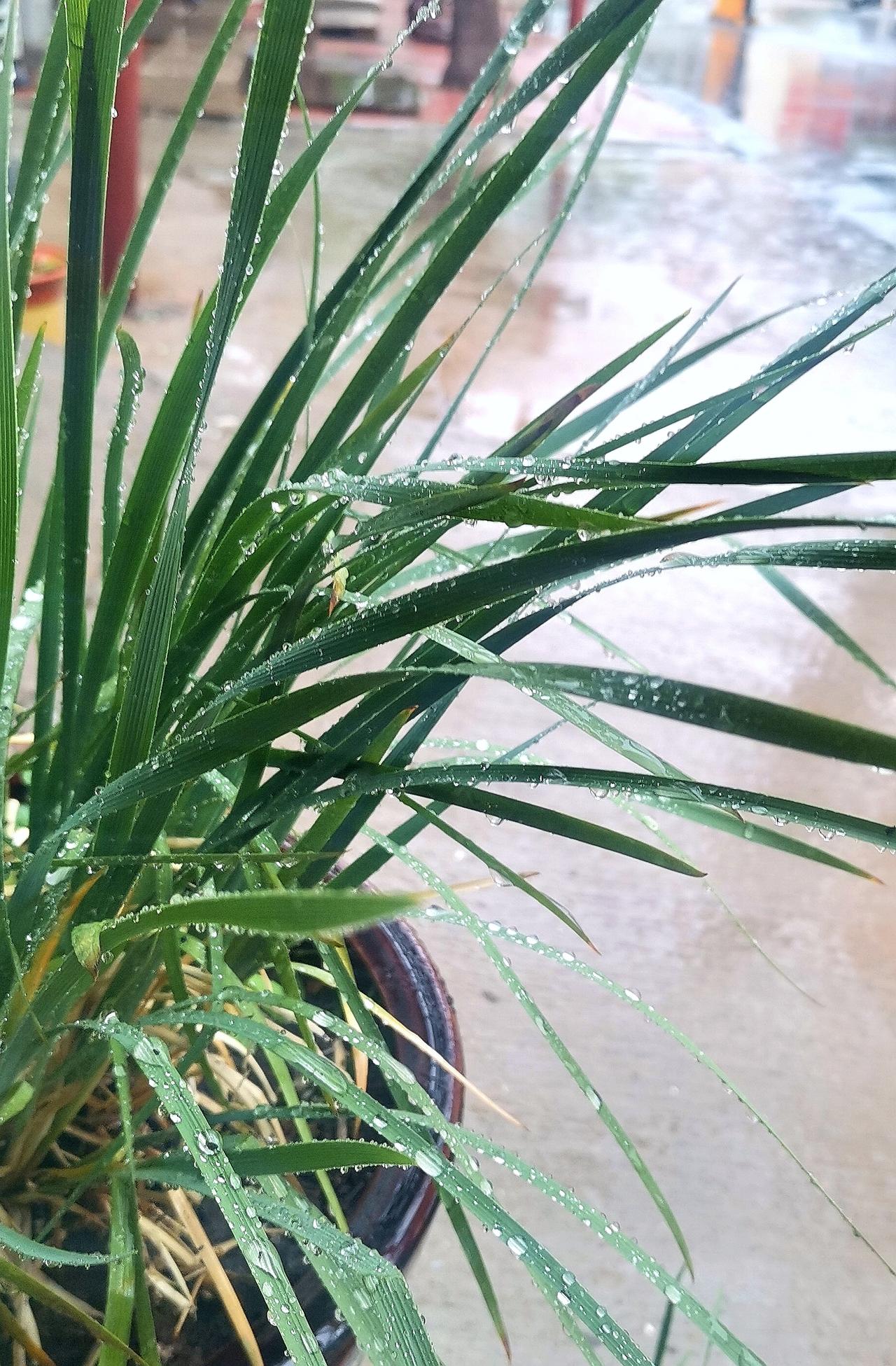 潍坊下雨了，从早到现在，一阵大一阵小，万物皆获滋润！