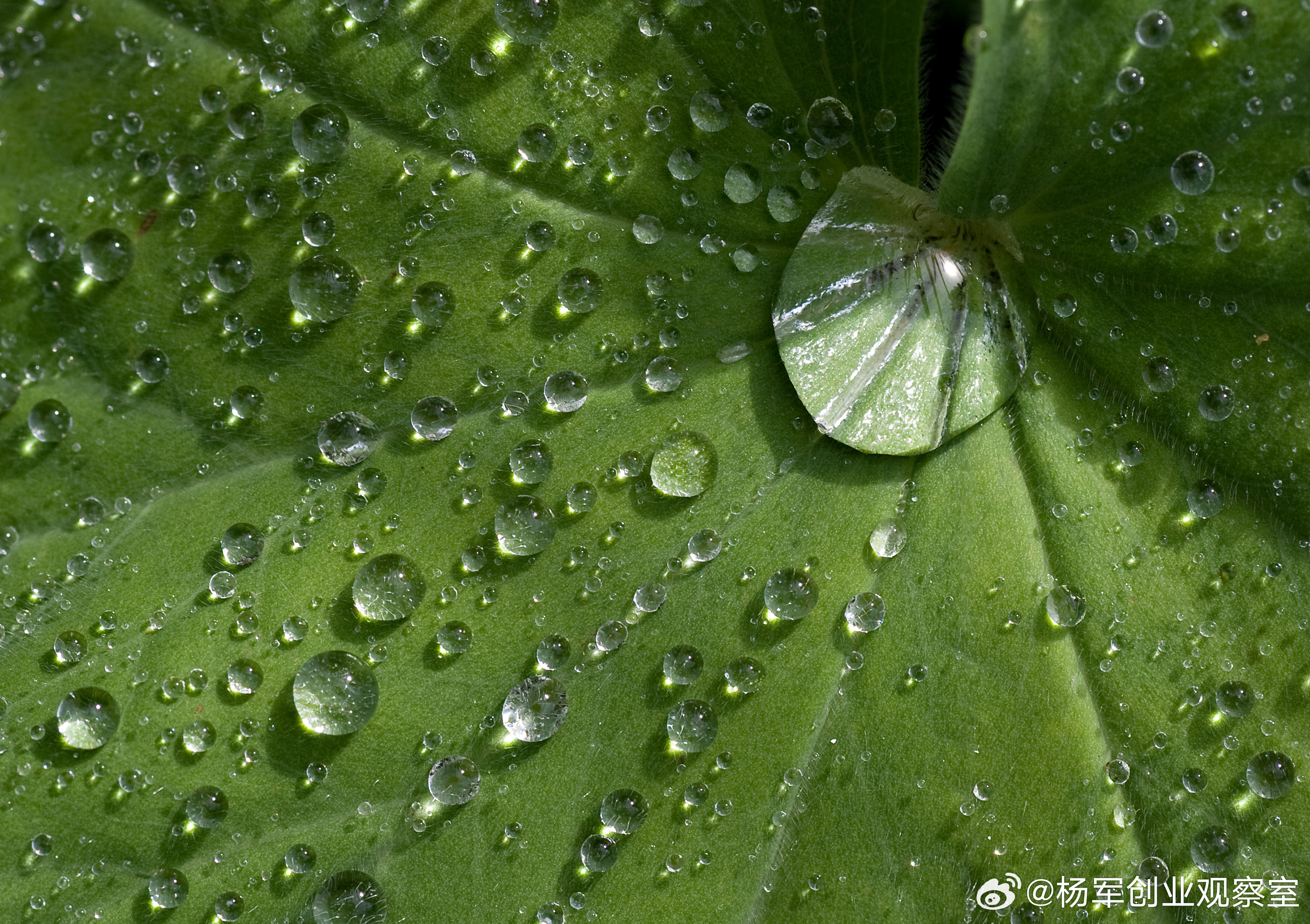 经常有企业老板问我：“杨总，我们公司也在谈AI转型，到底该从哪里切入？总觉得无从