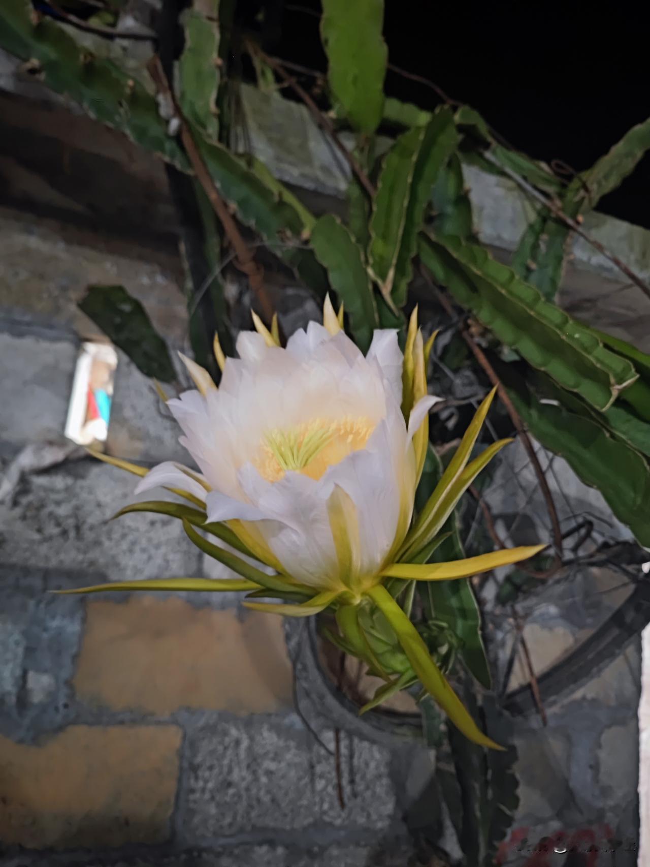 我的昙花终于开了！
昙花夜景 昙花盆栽