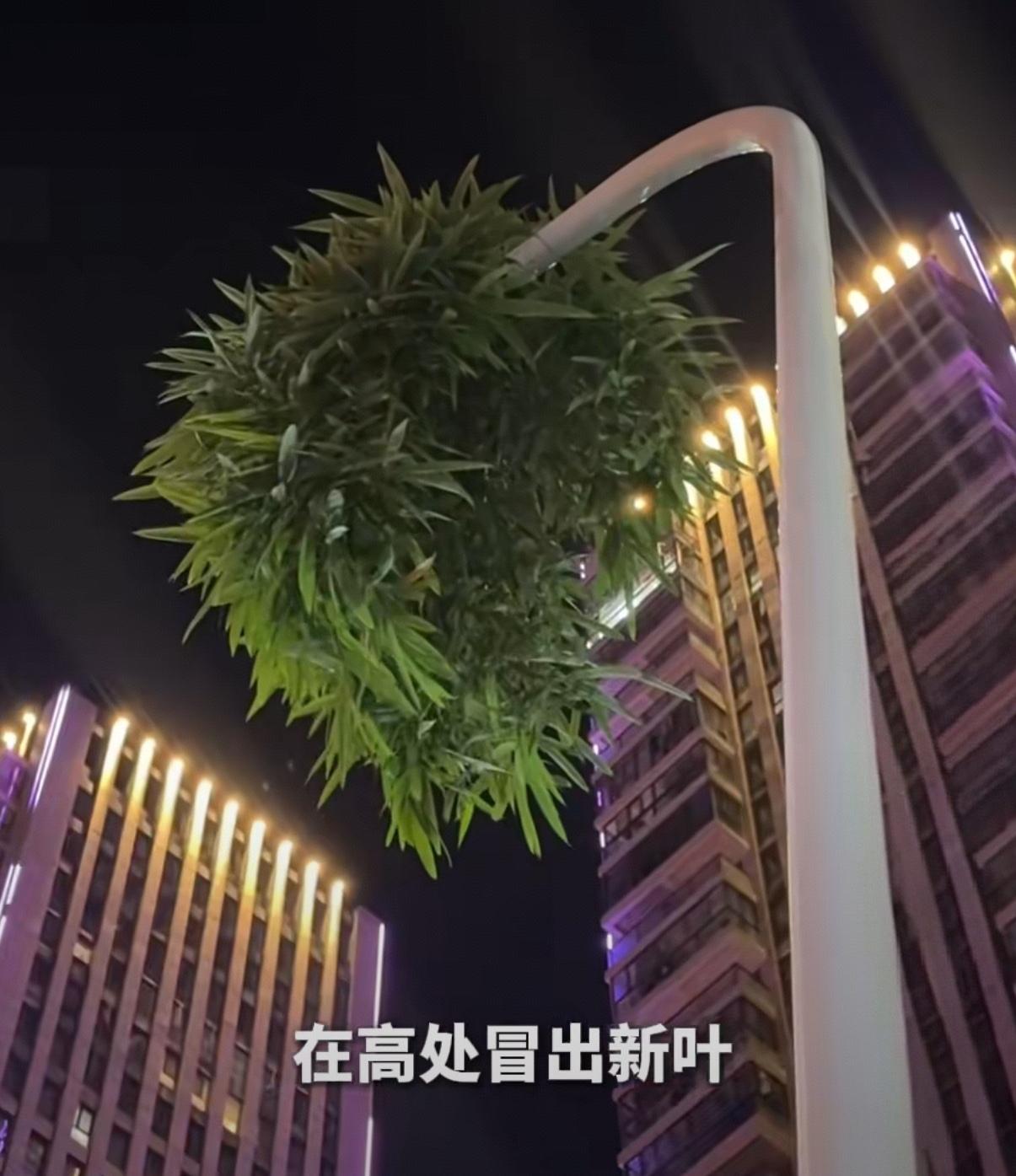 竹坚强，生命的另一种诠释。