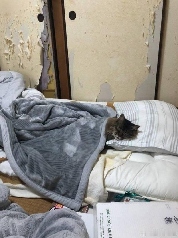#分享一张猫咪看起来像人一样的照片#
哈哈哈小被子盖好~
猫图怪盗又来了~
看到