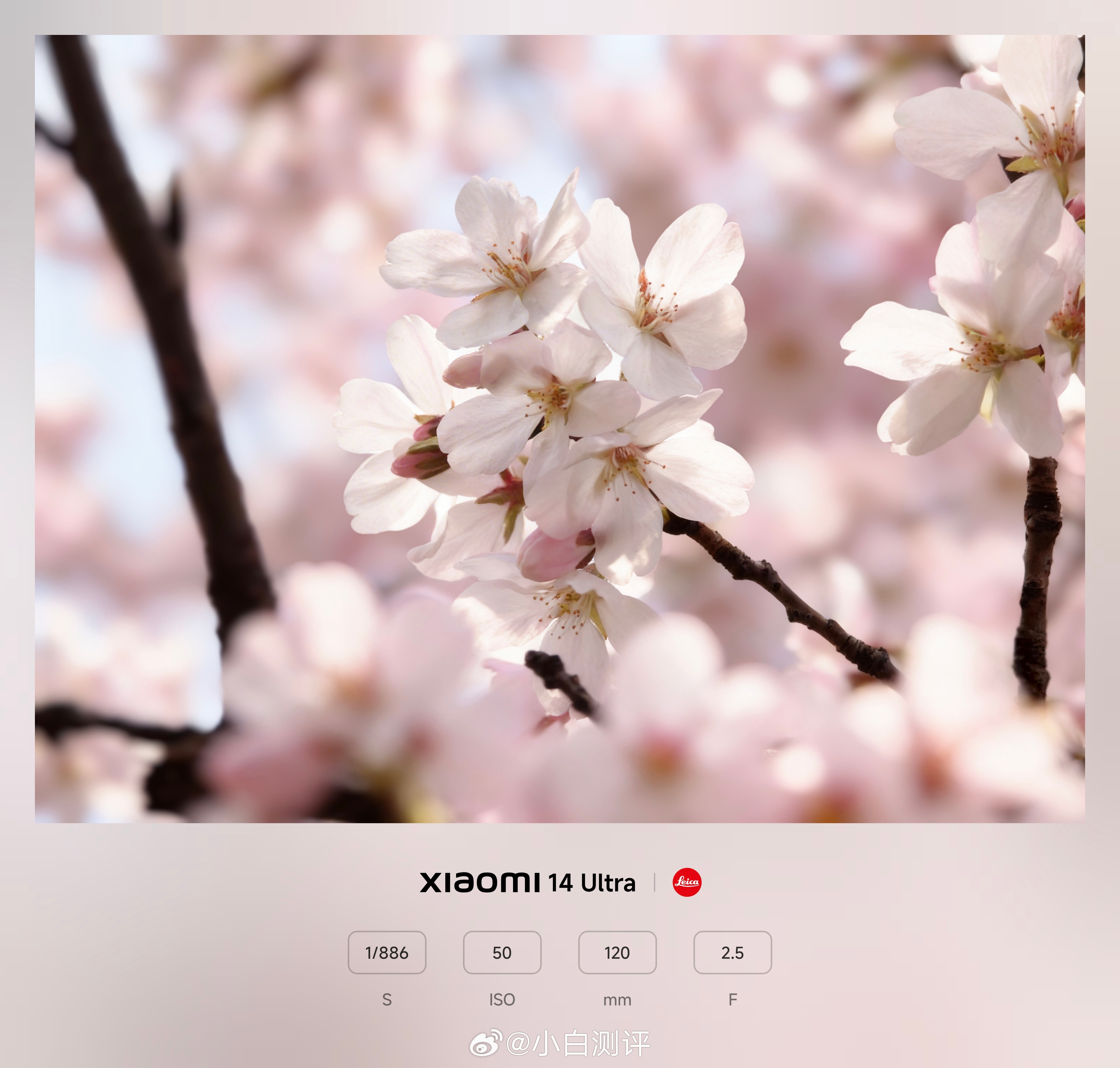 赶在下雨前拍了拍樱花最近一周要来武汉看樱花的小伙伴建议多关注天气～春天到了，大家