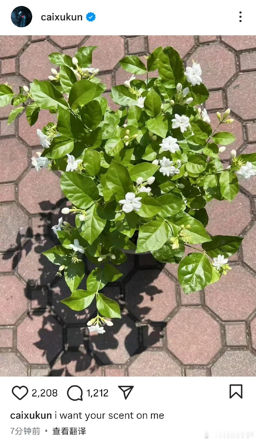 蔡徐坤发了茉莉花 蔡徐坤拍茉莉花蔡徐坤ins发了茉莉花并配文“i want yo
