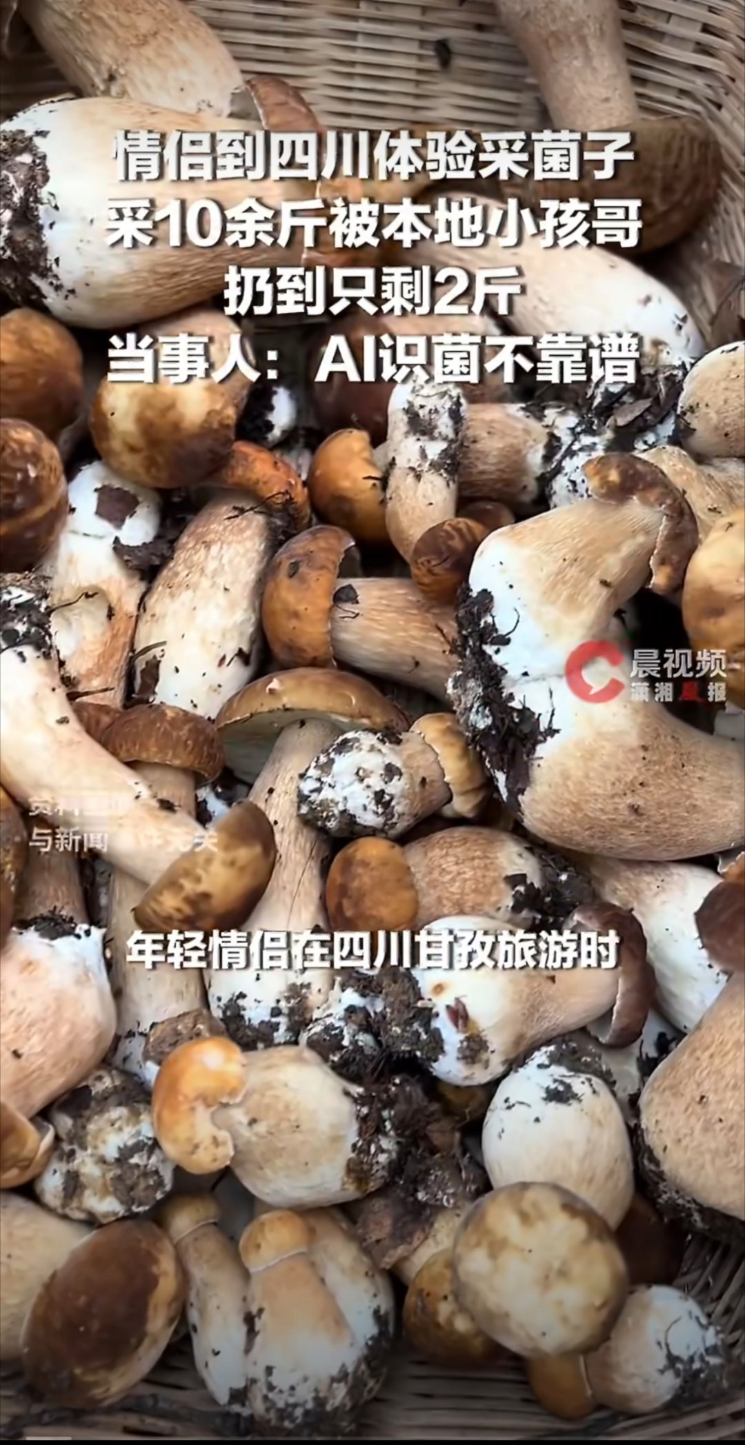 这里有两个关键点值得细究。第一，AI识菌的局限性被生动暴露了。野生菌识别需要结合