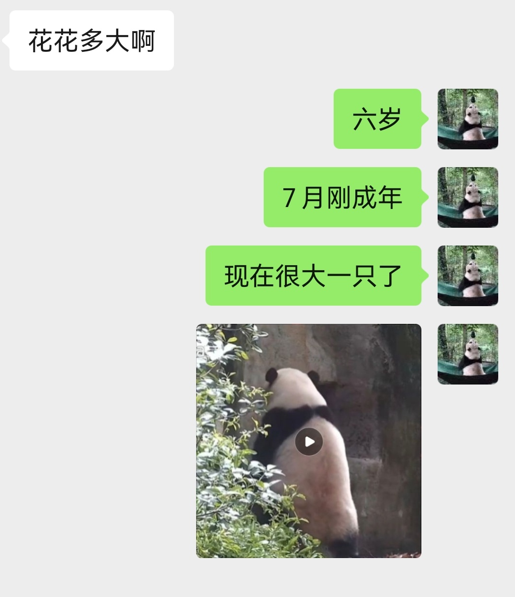 连朋友都在感叹，花花本来看着小小一个的，现在一下子长得好大。 