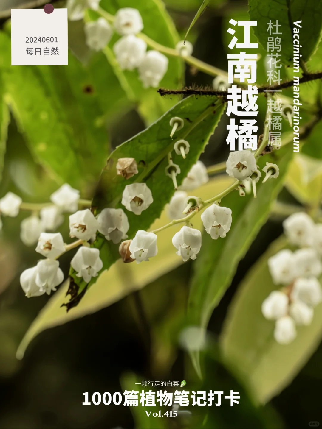 植物笔记415 | 活波可爱的江南越橘