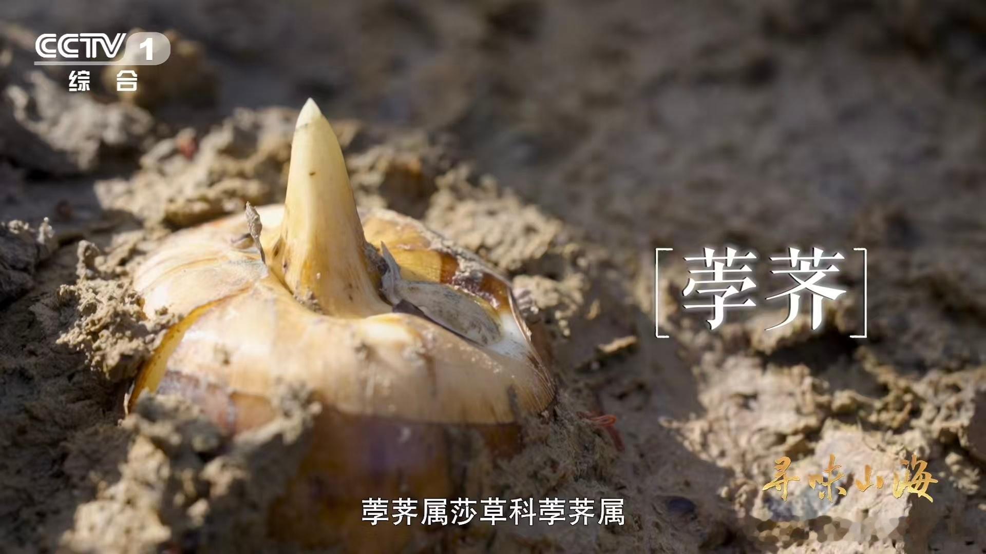 第一次见到一棵完整的荸荠荸荠的步骤看着简单实则很细致，翻土之后还得用手细细摸索，