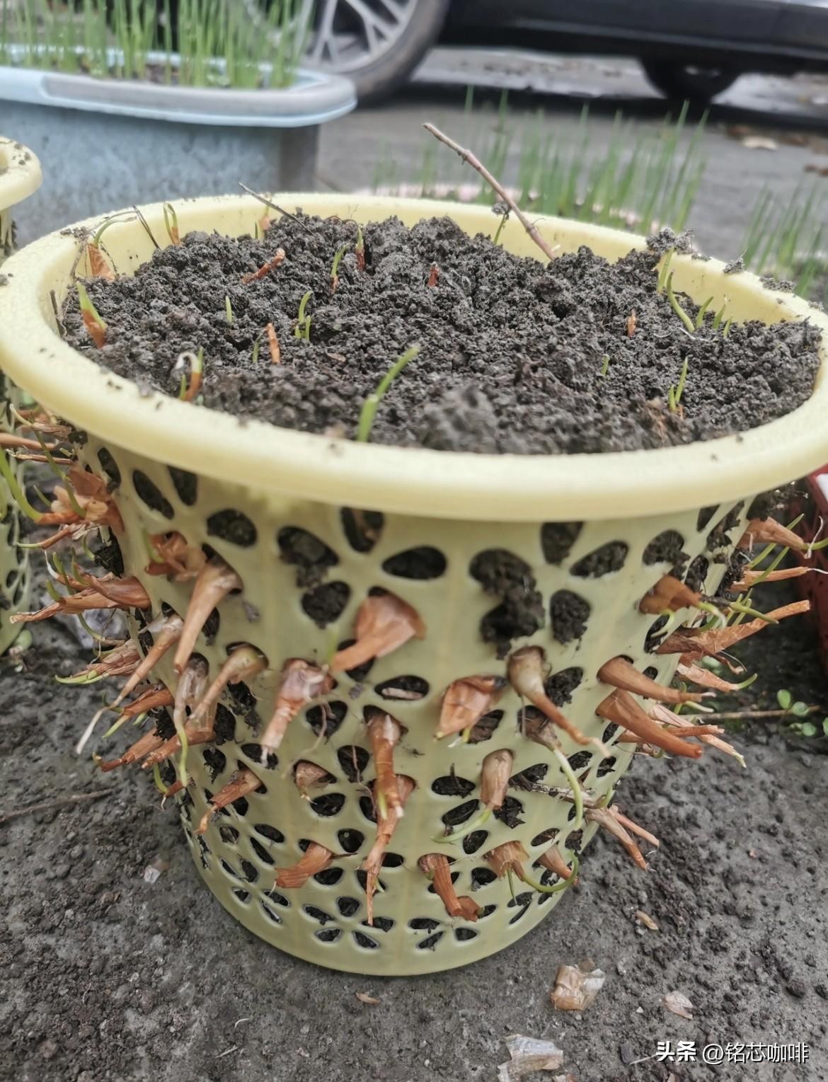 就地取材！垃圾桶变身小葱种植
神器！谁能想到，垃圾桶居然成了我的种葱神器‼️
