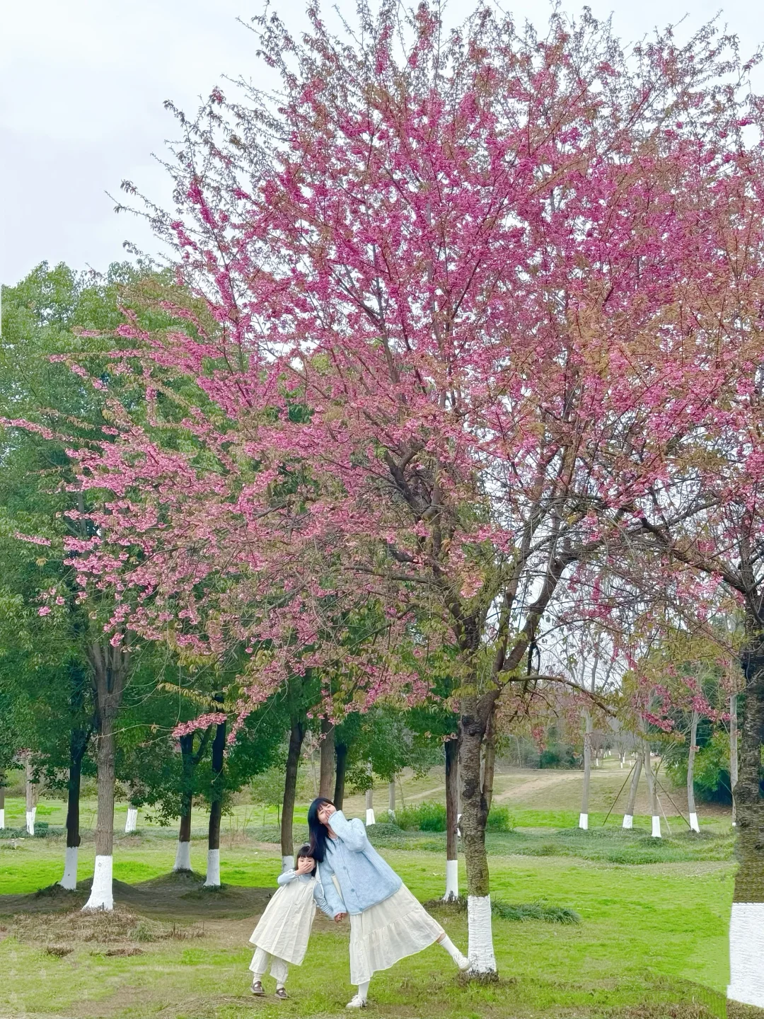2.2实拍‼️成都青龙湖冬樱花已盛开，附地址~