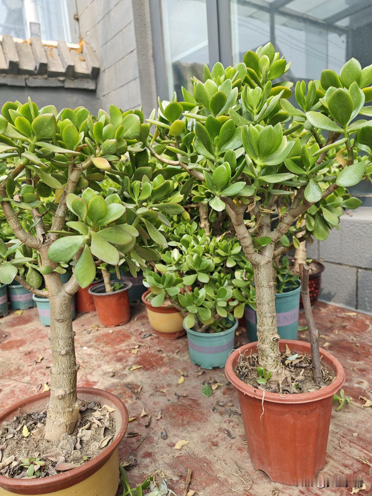 其实玉树很容易养好，关键是浇水少，就是旱上三两个月也没有问题，顶多就是生长慢的原