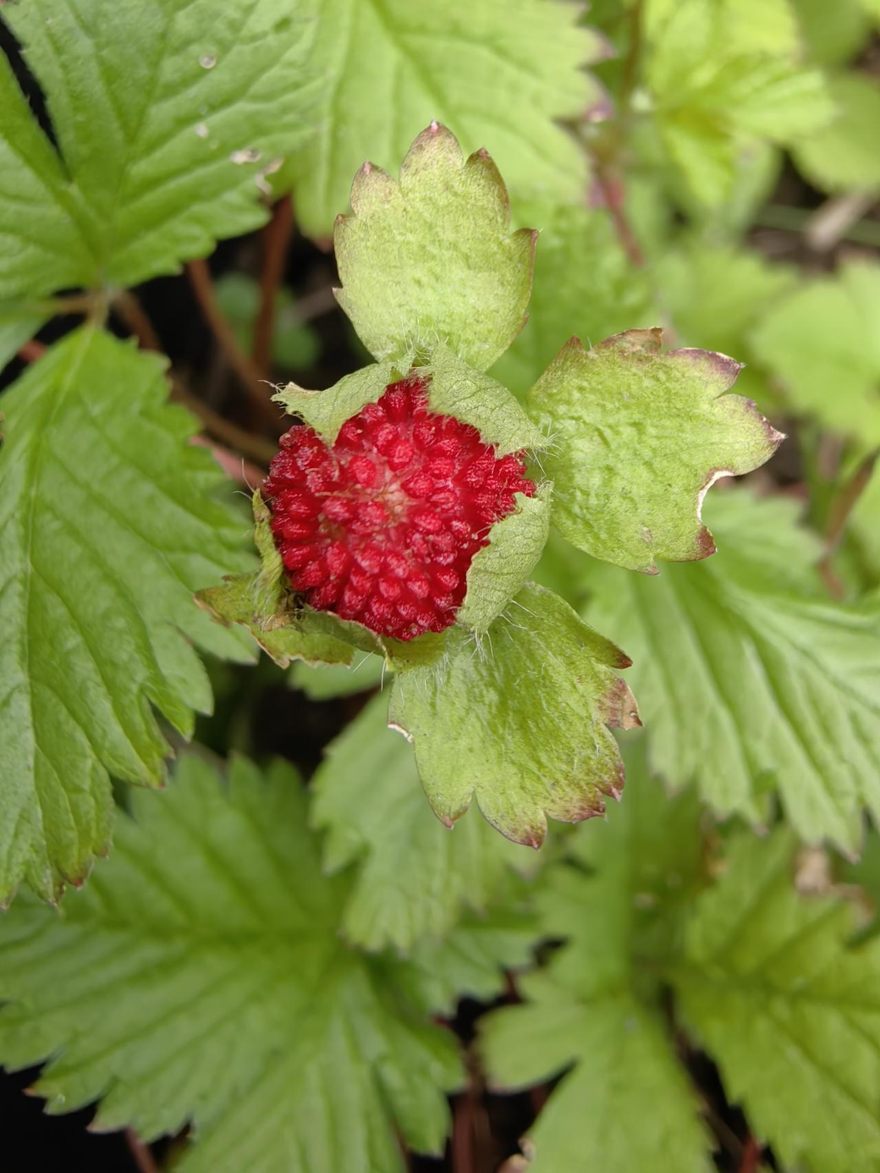 小时候见过这个东西。
看着红彤彤的，以为好吃。
入口之后从来没有吃到感觉好吃的感