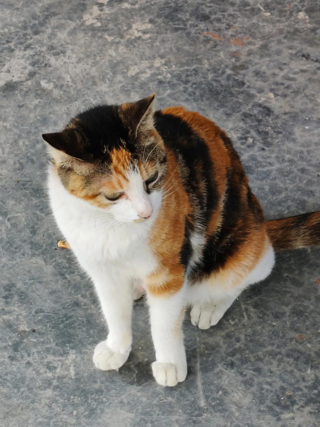 这就是猫妈妈！