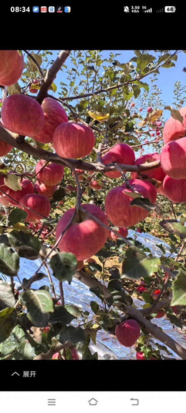 洛川苹果🍎