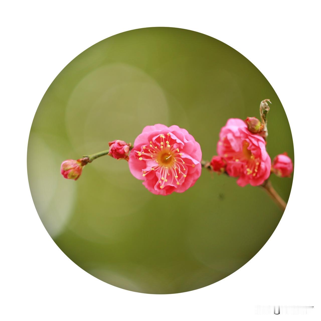 。
新年元旦，东湖梅园开园迎宾。漫步梅园，枝头的花苞正次第舒展。有的仍含苞待放，