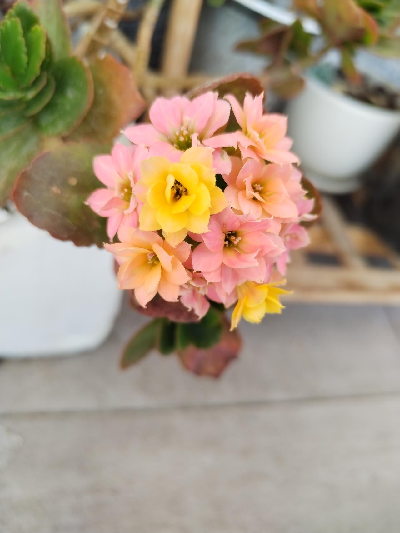 春日生活打卡季