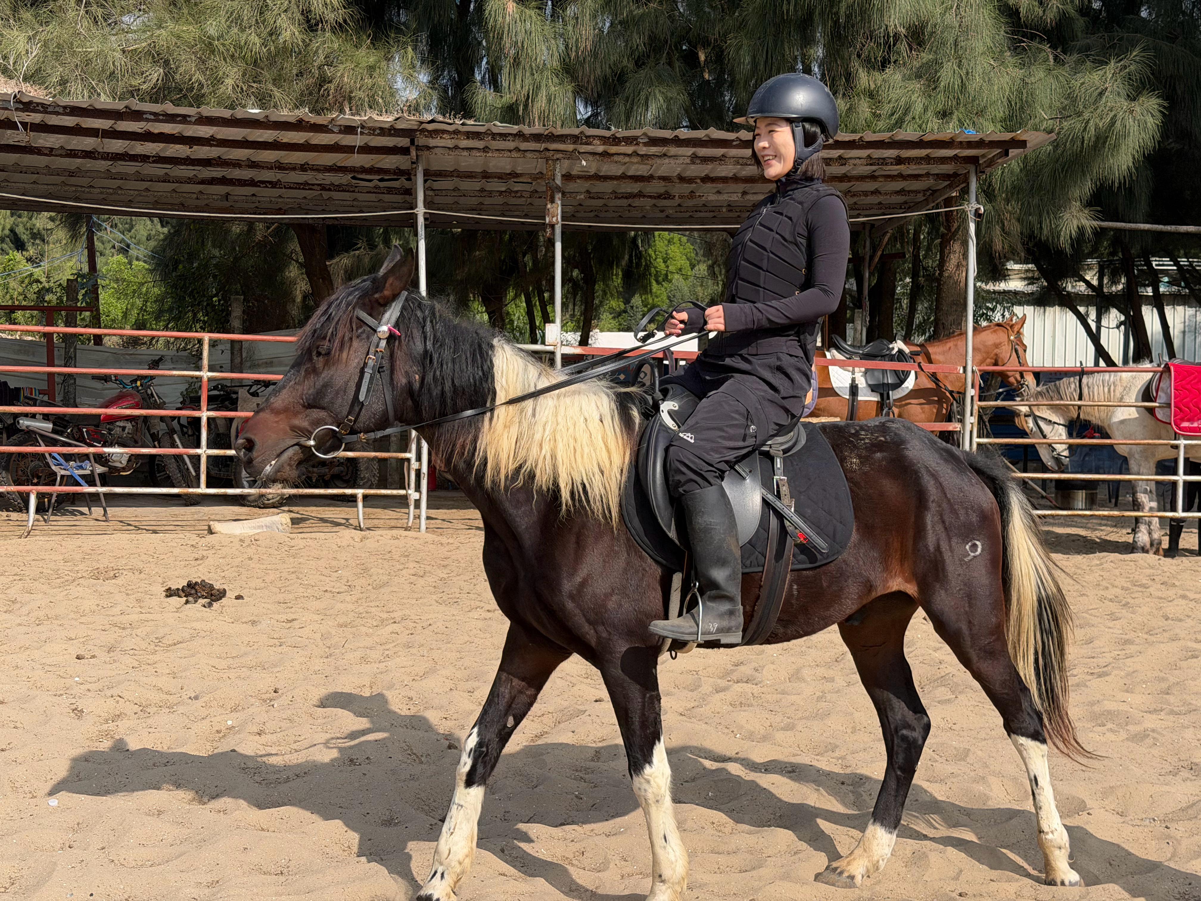 海边学骑马ing心愿达成~经过我的刻苦训练，一档起步，二档溜达没问题了明天再试试