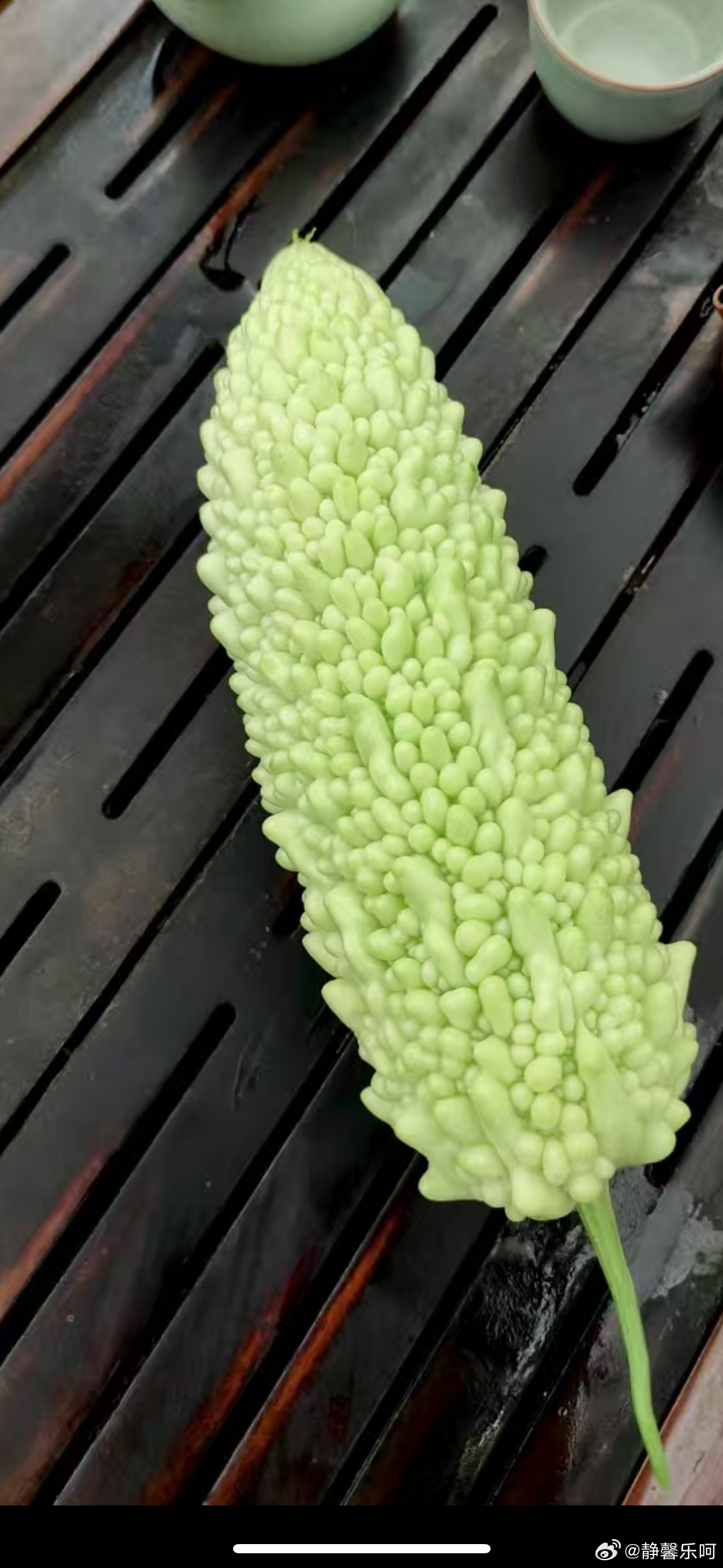 苦瓜真的有好多种，有没有和我一样觉得苦瓜长大的很好看的中医里苦瓜性寒，能清热祛火