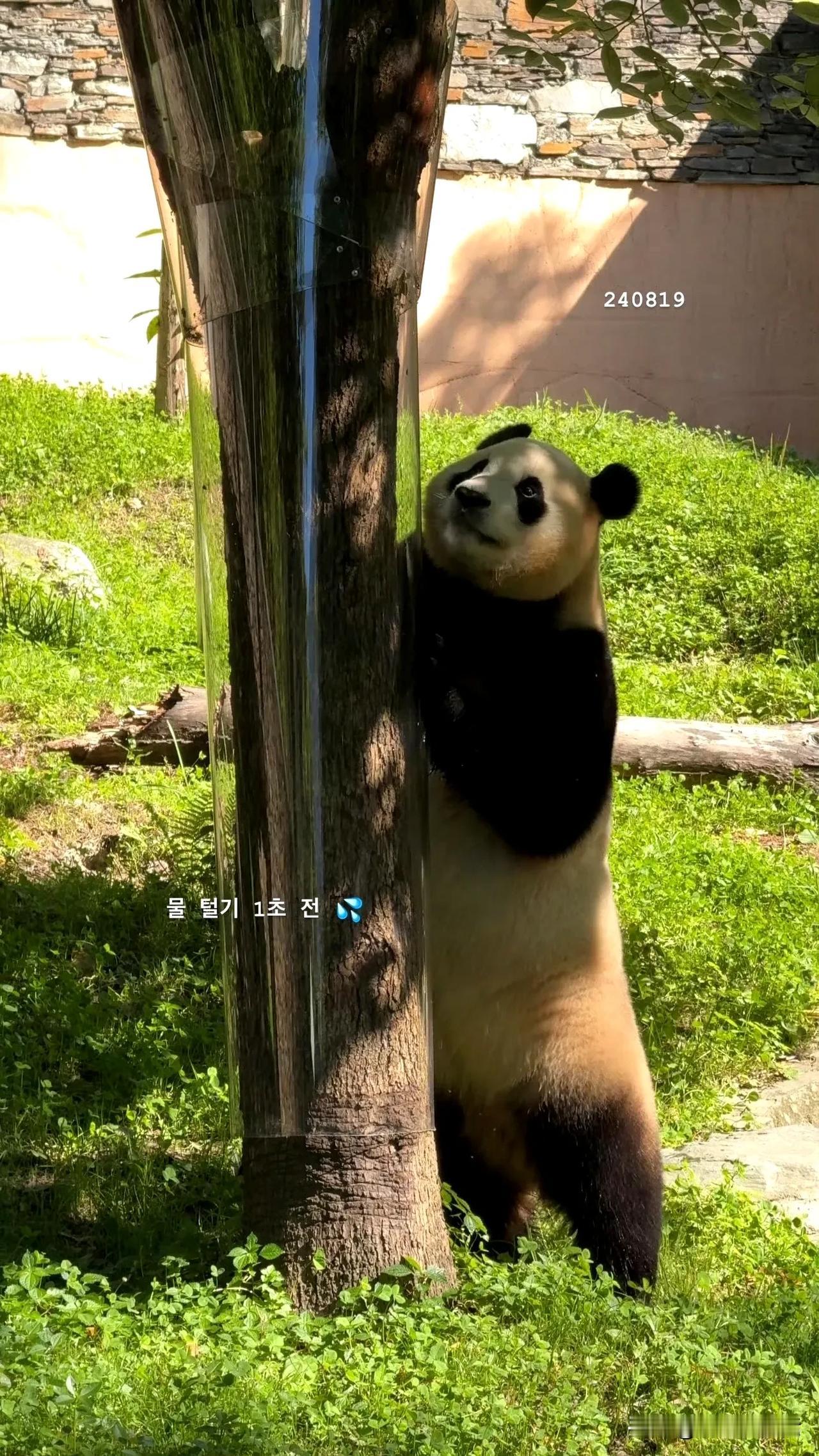 福宝是想爬树吗？但这旁边的塑料套膜，让我华丽的看到她爬树，只能望树兴叹。

又想