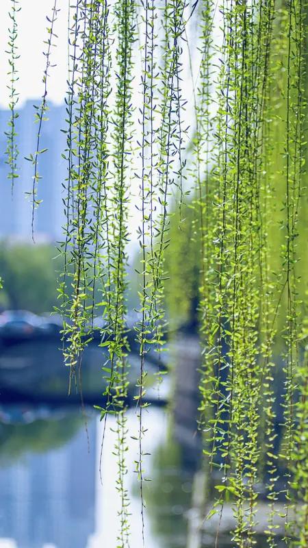 四时闲韵集
 
春之卷
 
1. 春光好·春日赏花陌上折柳

东风软，杏花肥，燕