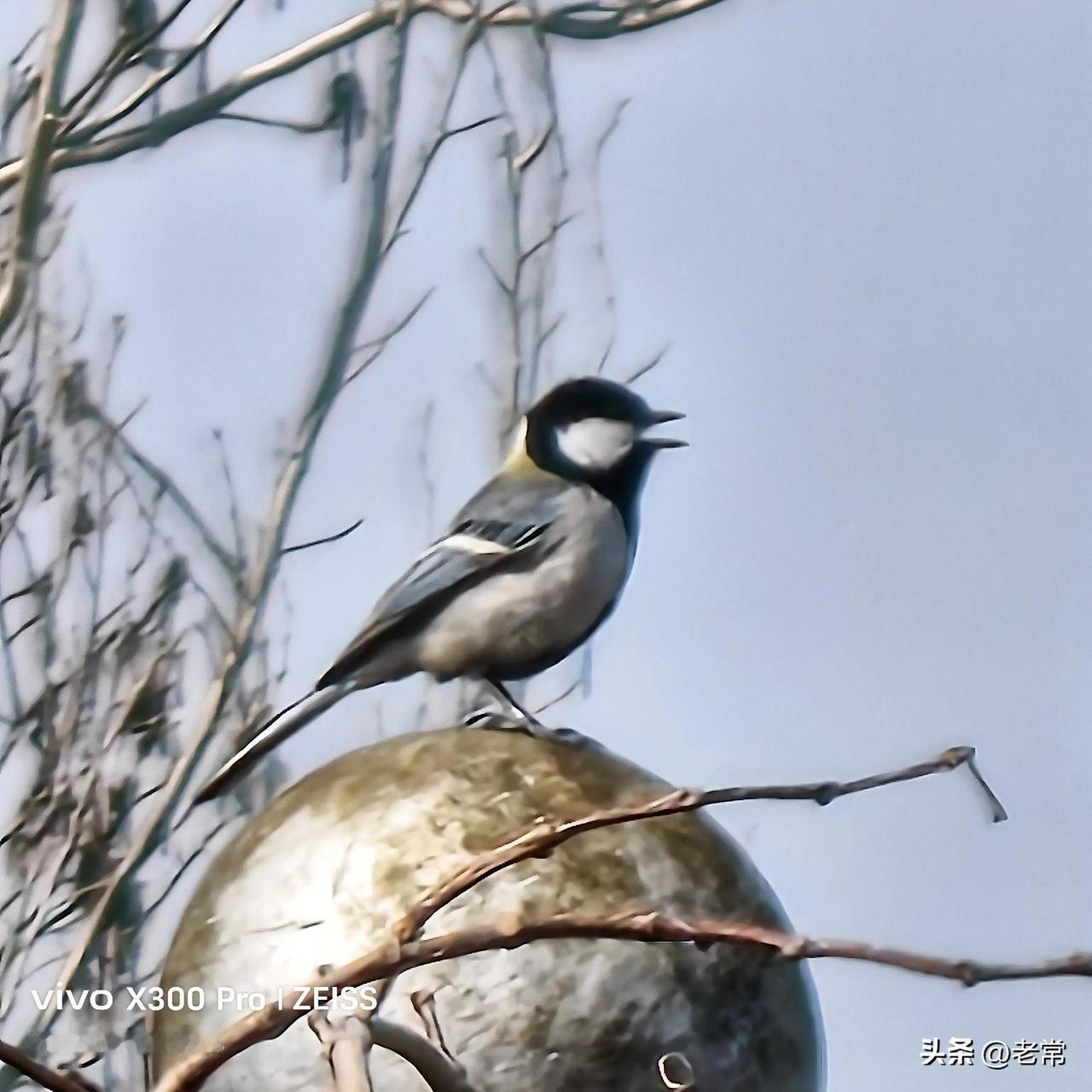 【原创\图文】

树林里的歌者。

前几天溜弯的时候，在高速公路旁边的树林中，偶
