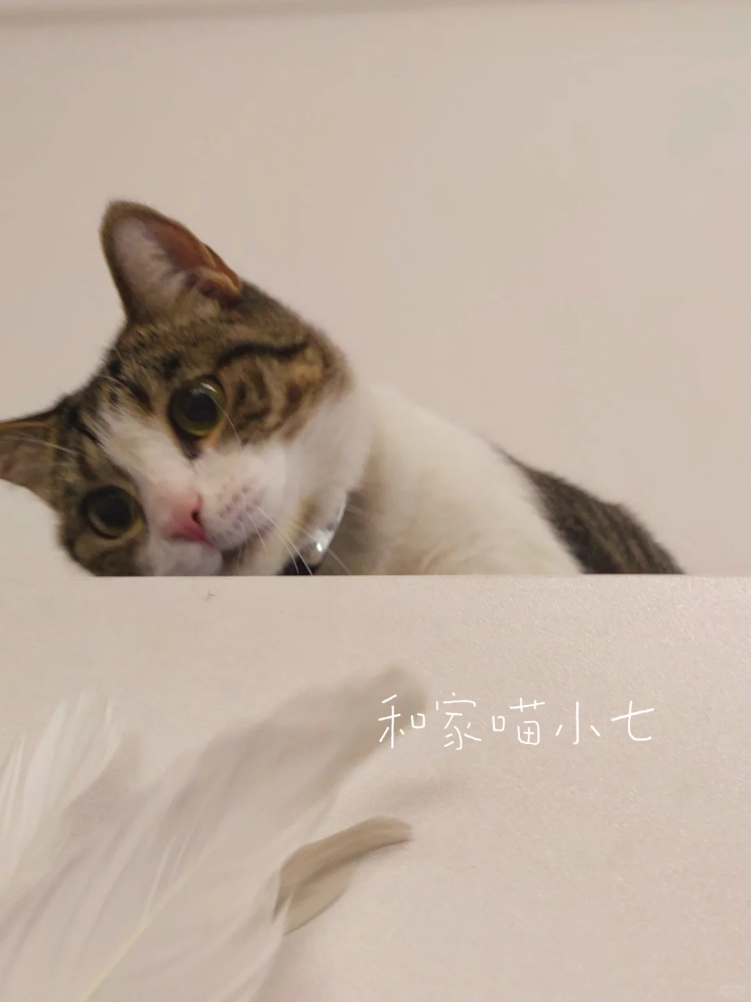 狗七最近喜欢爬高高