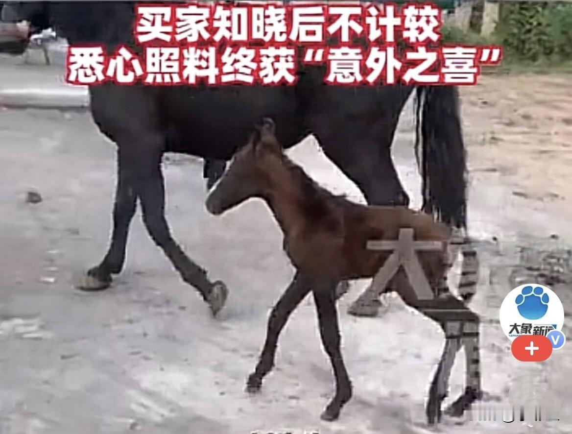 意外之喜
          近日，山东淄博一男子去买马，看到一匹马，有点儿跑不