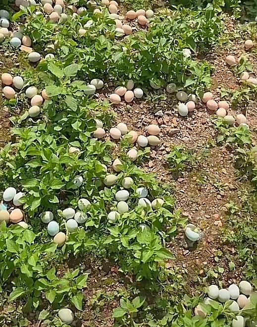 往菜地走一圈，满地鸡蛋看得眼花缭乱。
谁能想到小菜地里藏着这么多惊喜，草丛里散落