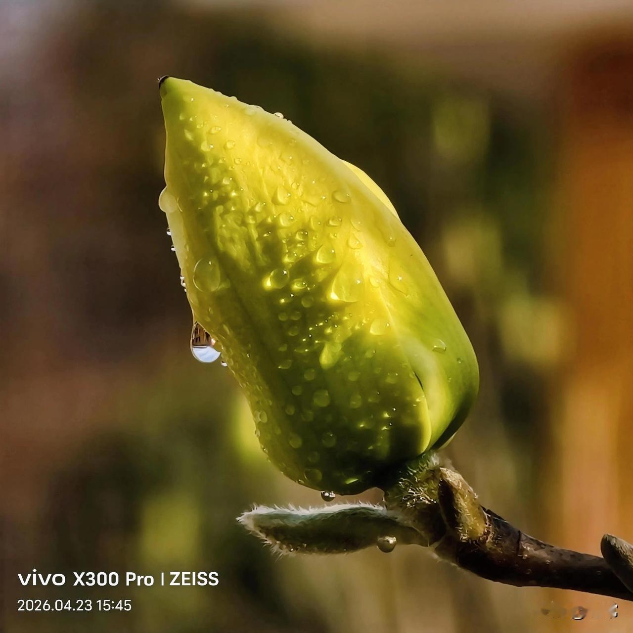 打卡长春友谊公园。
友谊公园新引进的五株玉兰花成了明星网红，前来拍照的人络绎不绝
