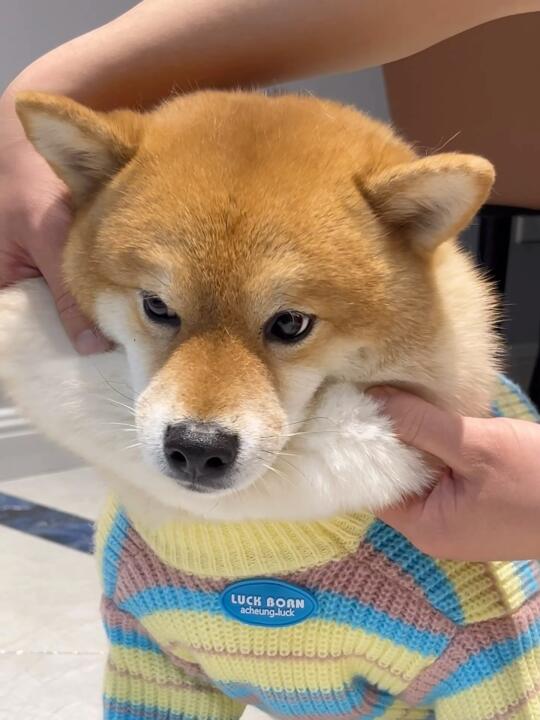人  我的脸是面团捏的嘛