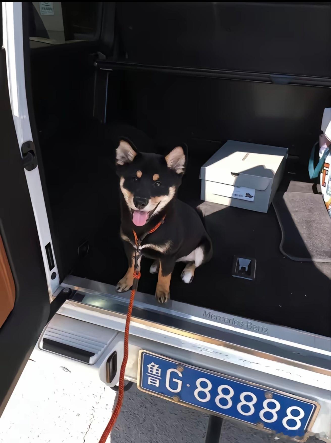 德系车[超话] 好漂亮的小狗狗[doge] ​​​