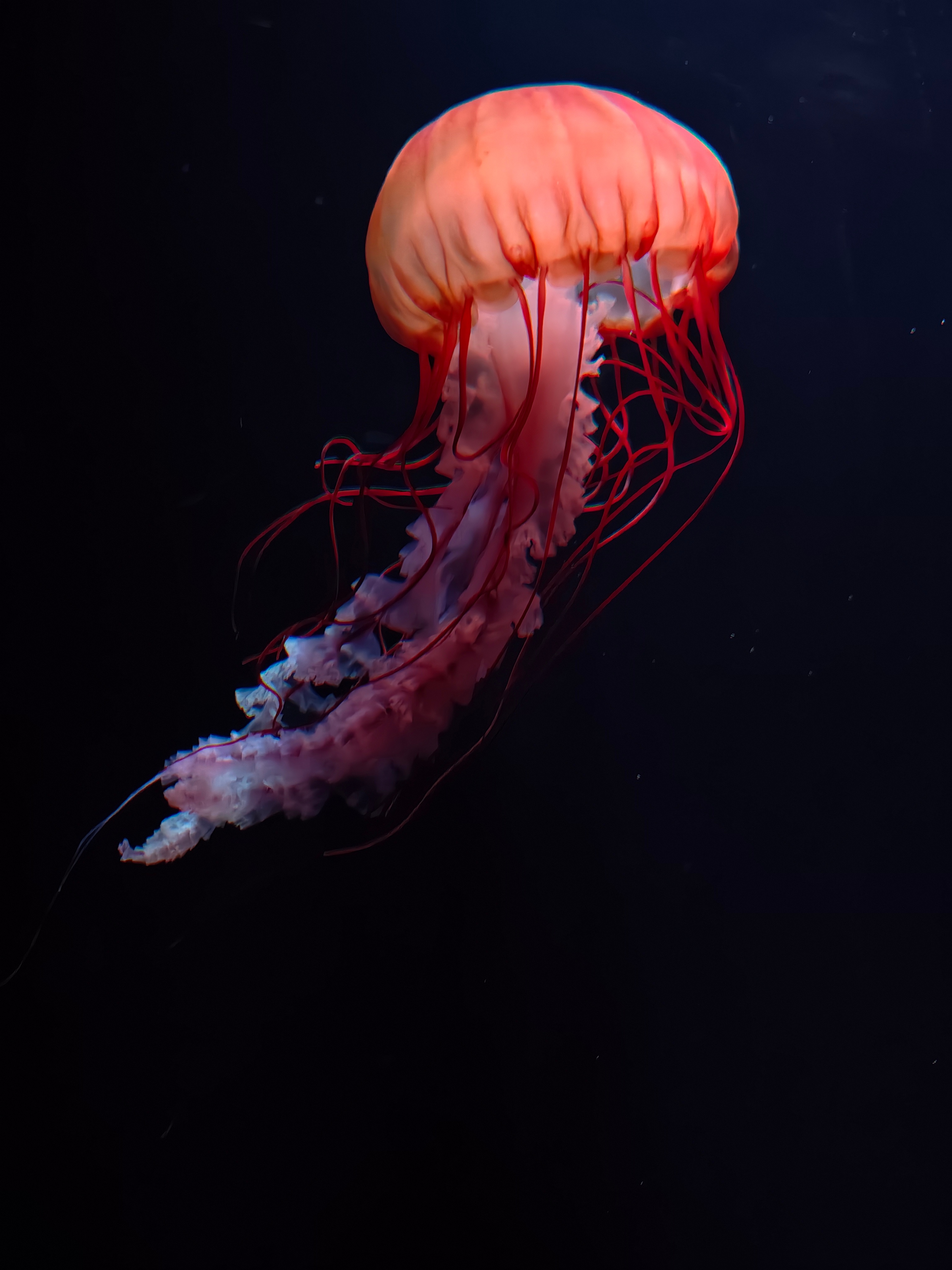 带小孩哥出来看海洋动物差点忘记带vivo老婆坚持要上楼拿这效果确实值得回头拿一趟