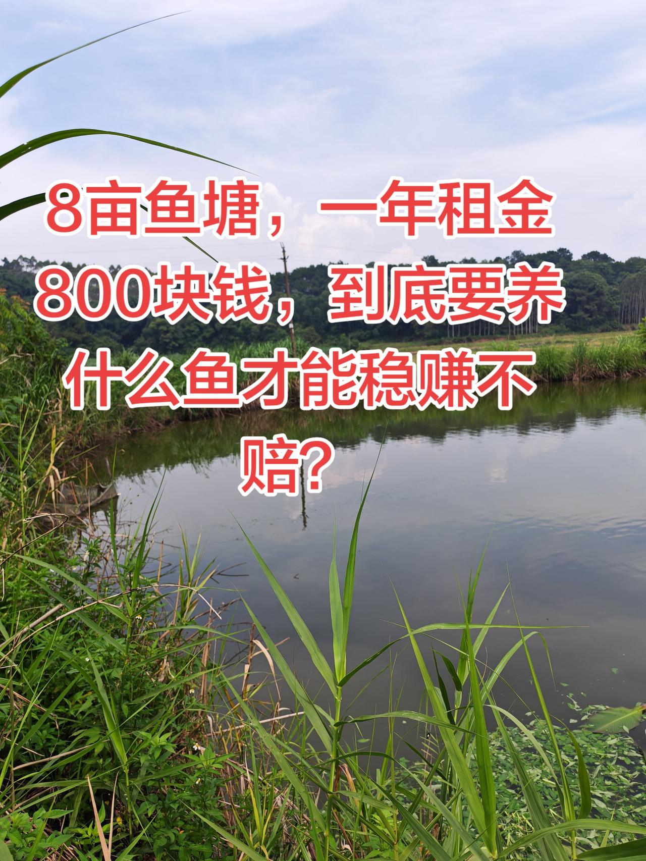 这种鱼塘你们养什么鱼？怎么做才能稳赚不赔？养鱼养鱼日记 农村生活