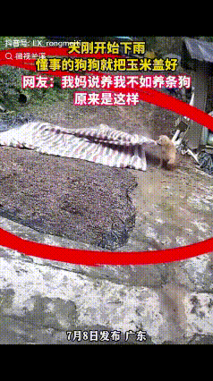 “怪不得“养你还不如养条狗”原来是真的！”广东一女子把玉米哂在院子后就下地干活了