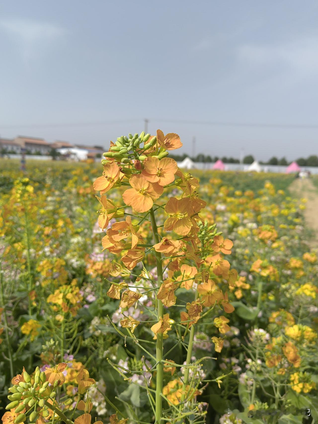 人类的重要性是依赖于他们对别人的生活所做出的贡献而定的
你好好细品！
道理都知道