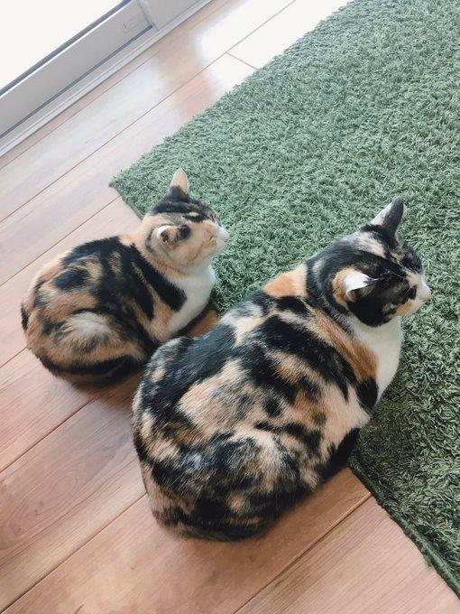 位您是不是吃的有点多？吃双份餐呢啊？