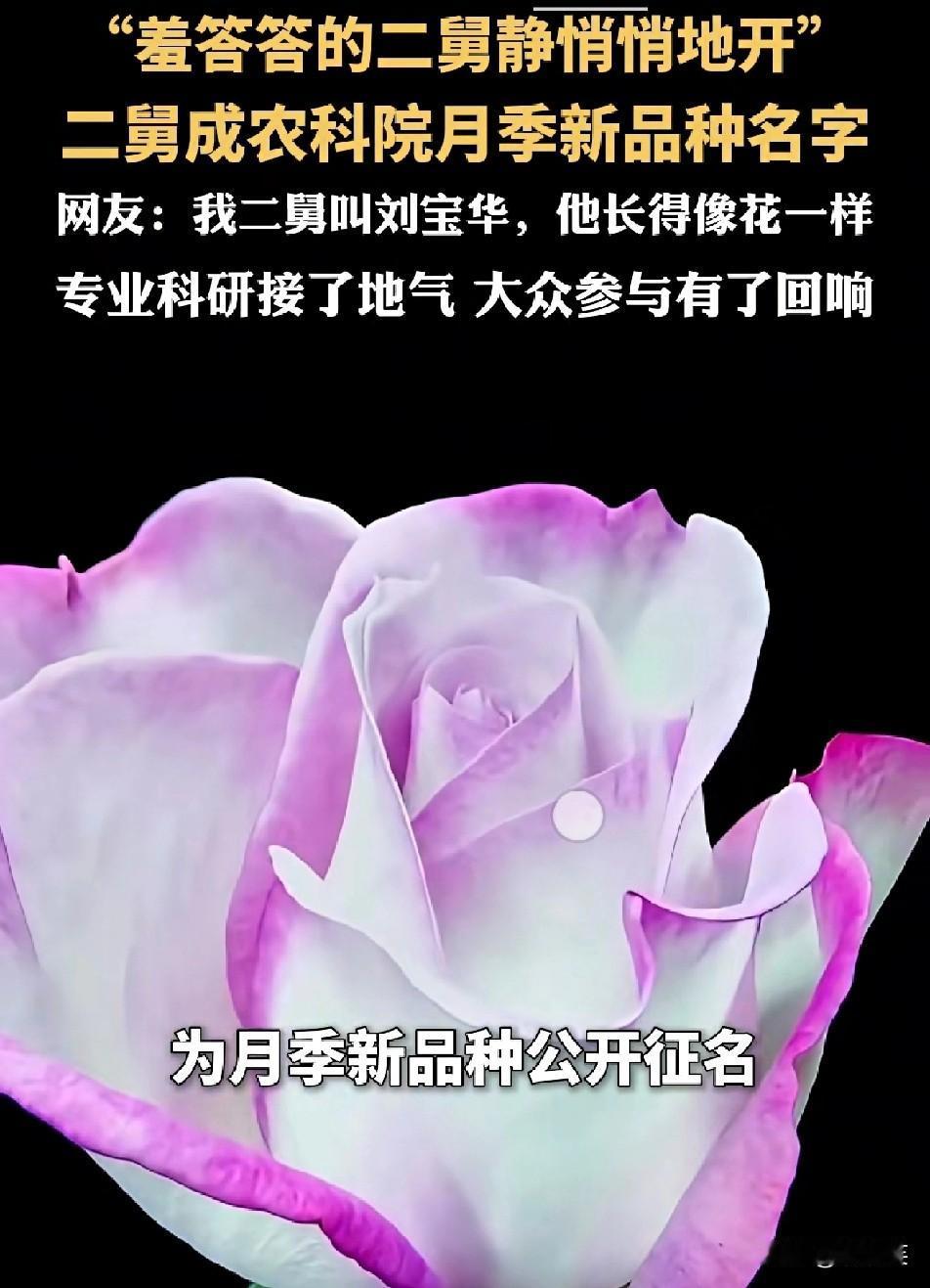 笑不活了

农科院给月季新品种征名

结果被山东网友的脑洞征服了

这位网友提议