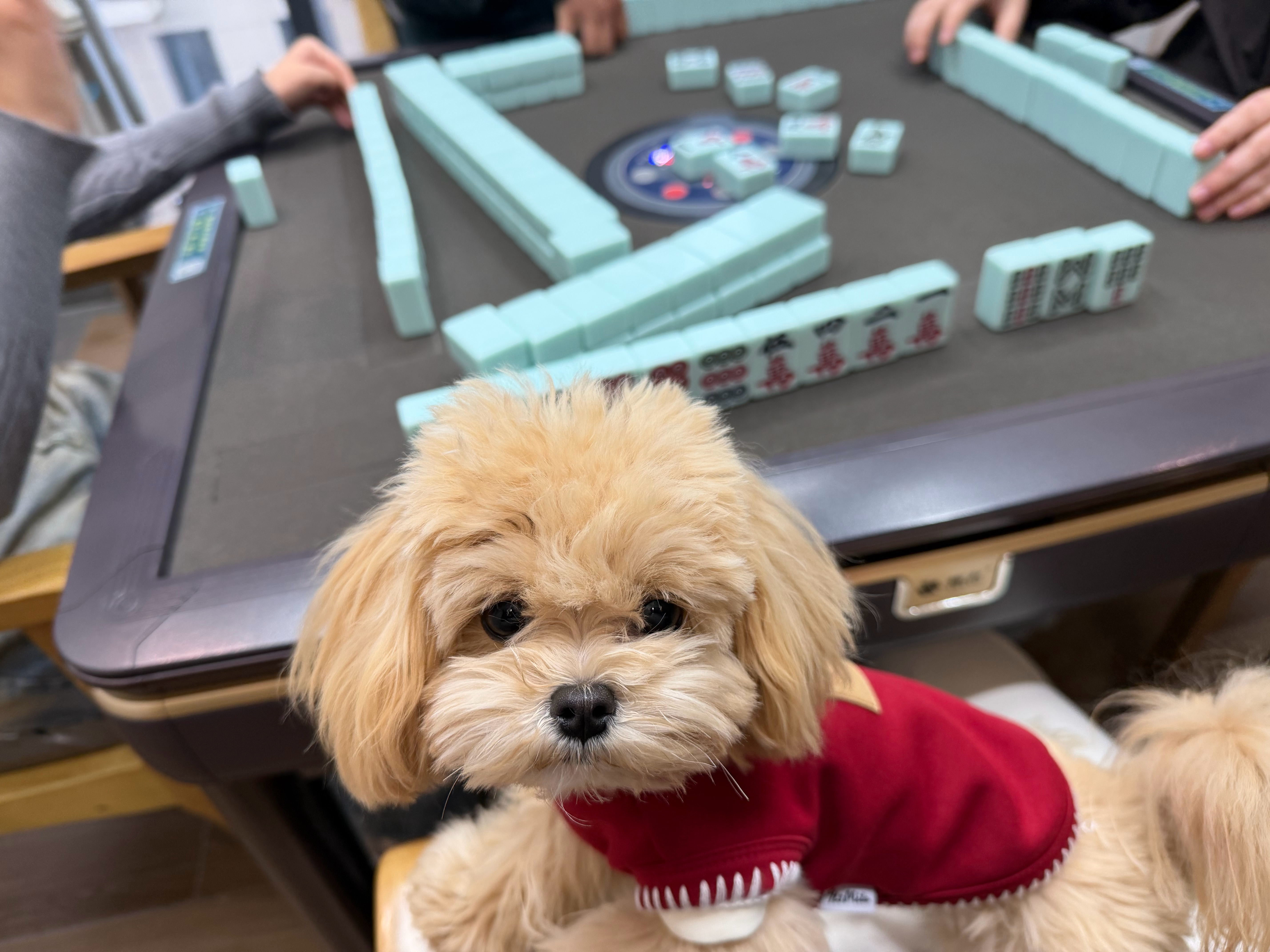 小狗麻将出发！ 