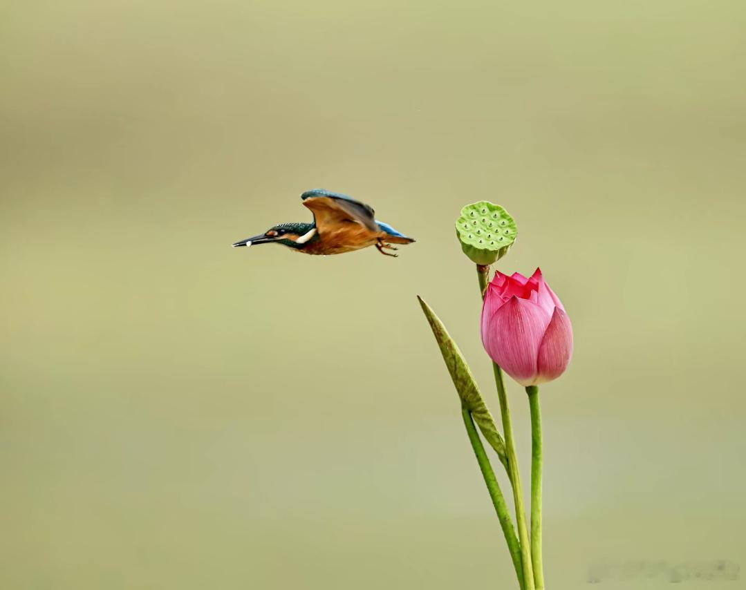 洋洋高锐·想～说◎小鸟……飞来落在……花蕾头顶路畔……遥望莲含露珠◎小鸟……飞走
