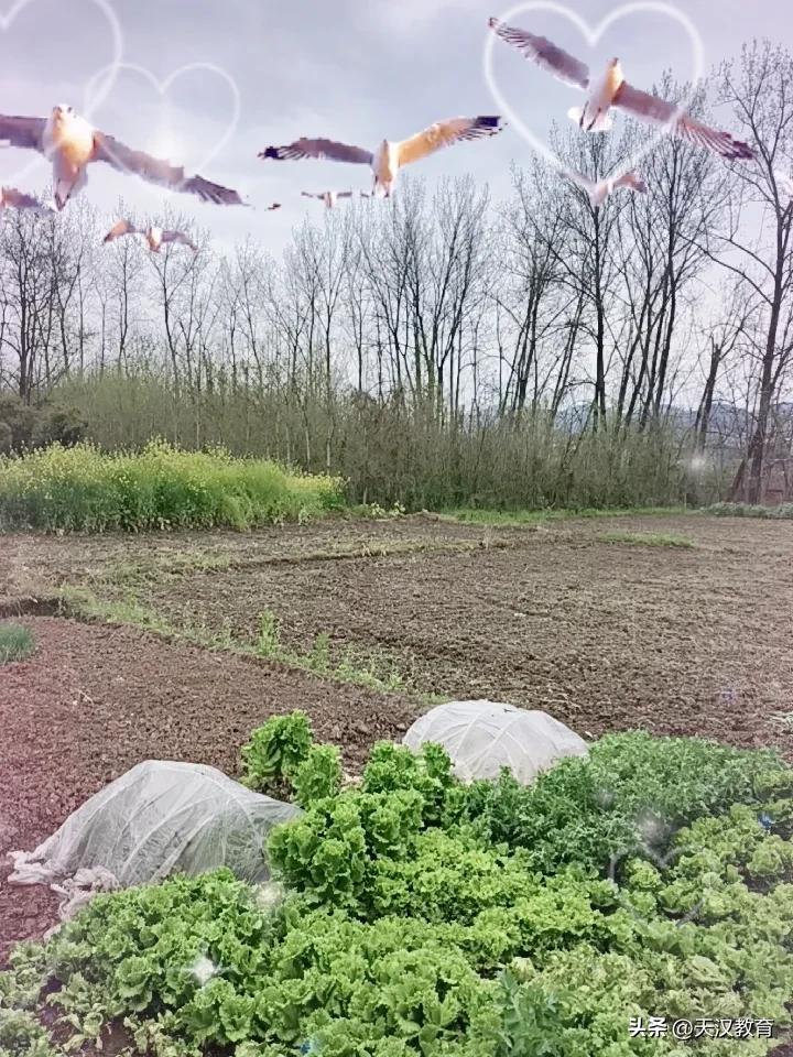 春日生活打卡季