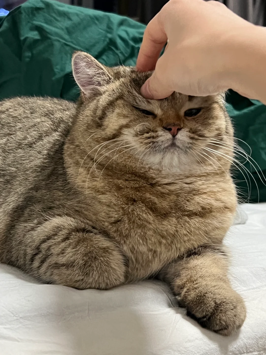 摸摸小猫头｜烦恼不用愁