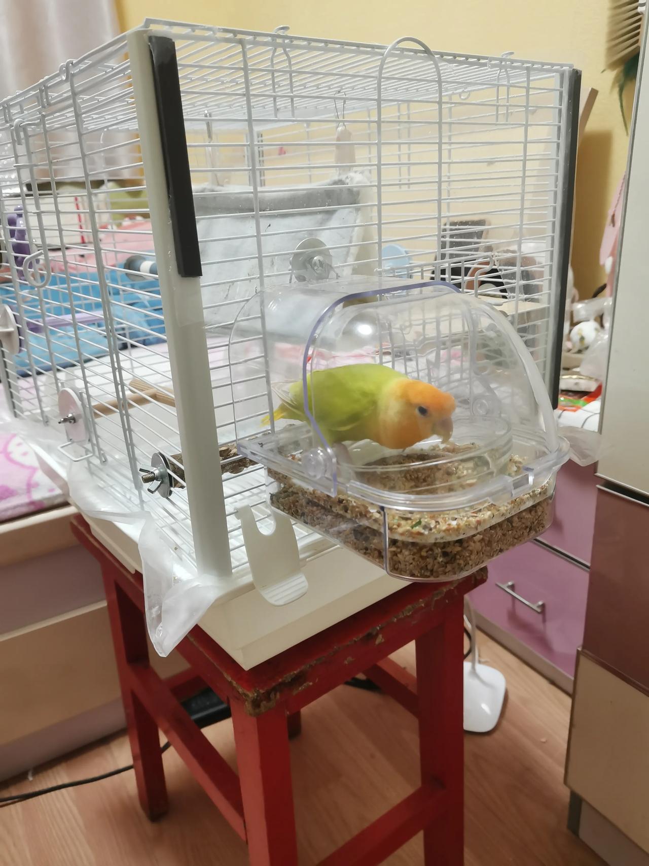 萌宠日常记录鹦鹉进食饮水