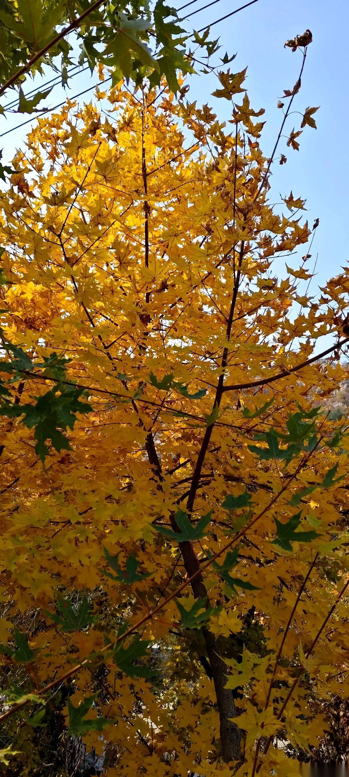 昨天暖气试水，热了一下。
就一下。
温度从14度爬到19度，我差点以为提前过年了