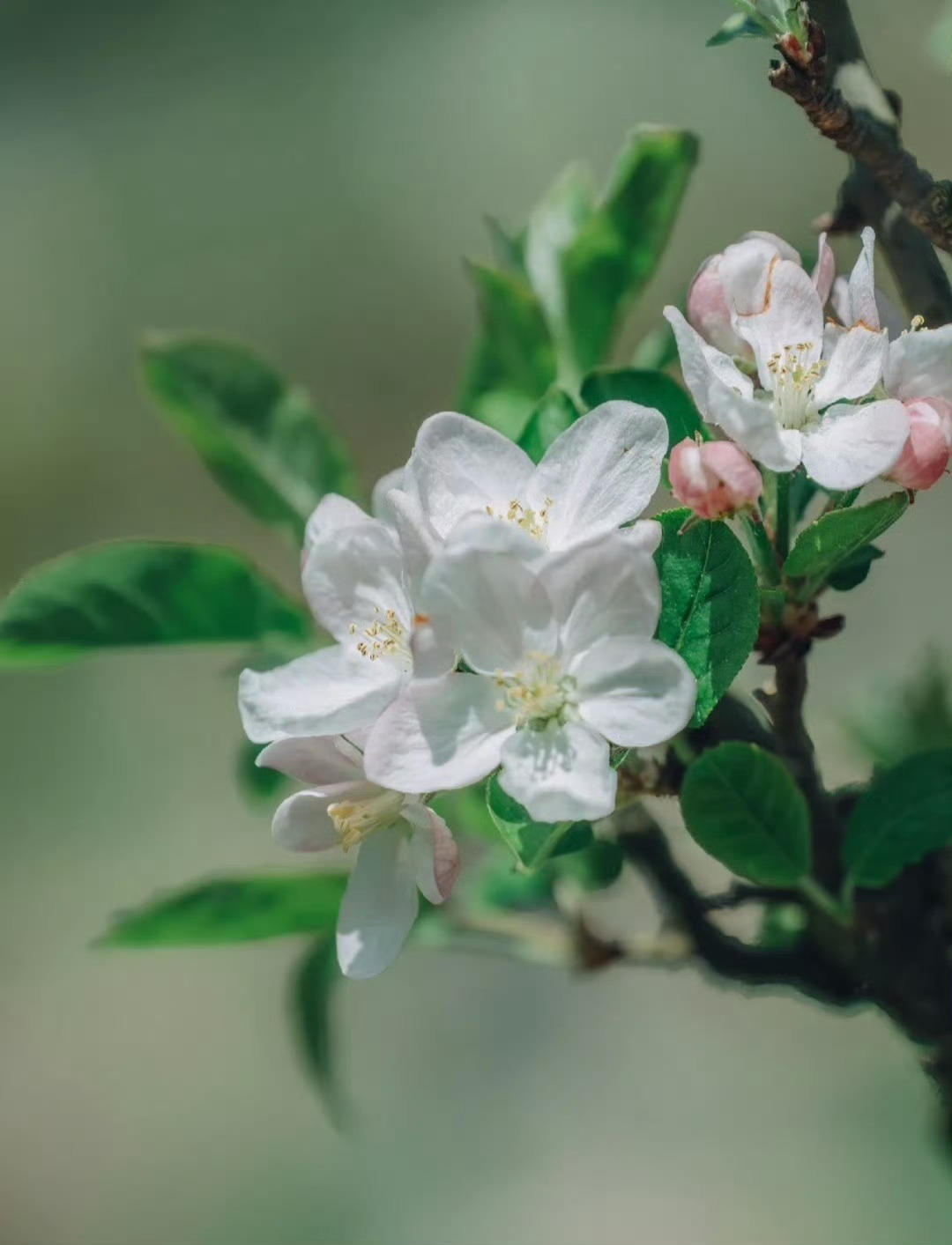 “ 苹果花 … ” ​ ​​​