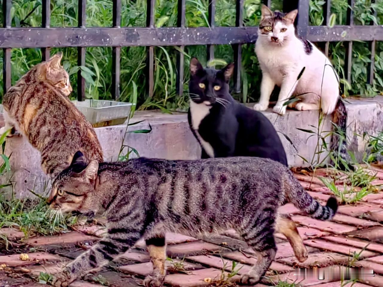 校园里的野猫越来越多，总有好心人按时投喂，树荫下、汽车底下，哪凉快在哪待着，晚上