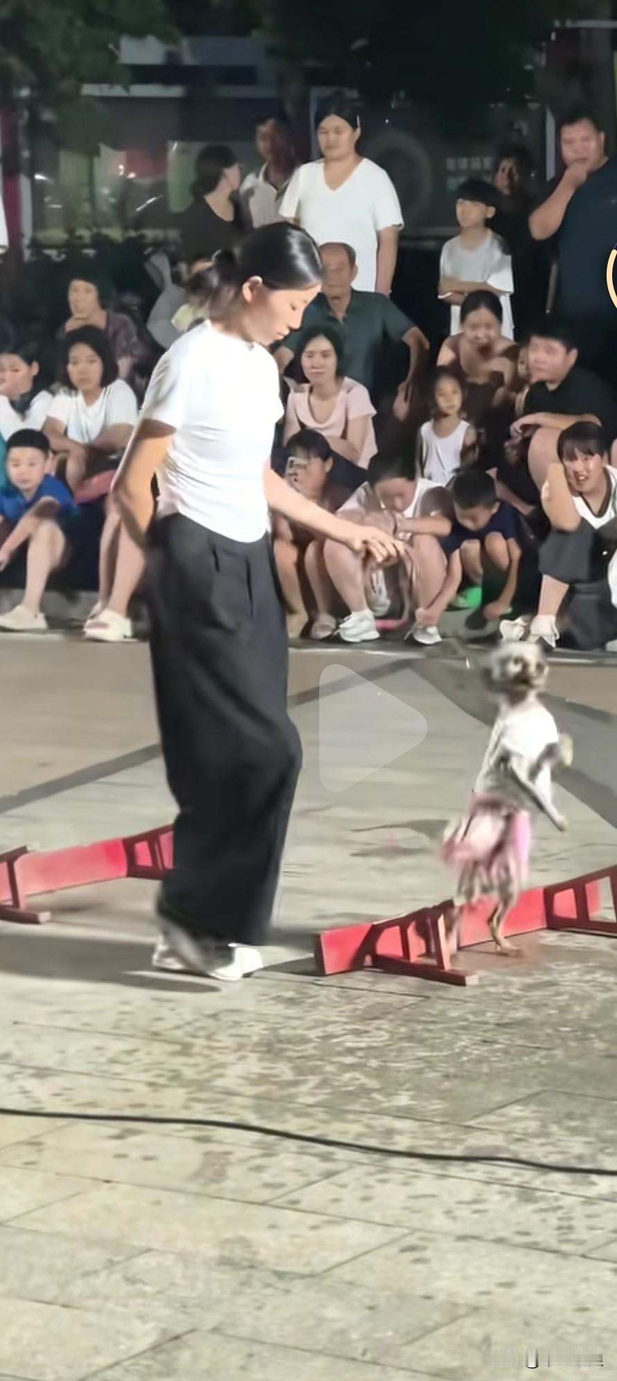 街头卖艺表演的小泰迪，既要忙着演节目，又得凑到观众跟前讨钱。但凡稍不顺从主人的指