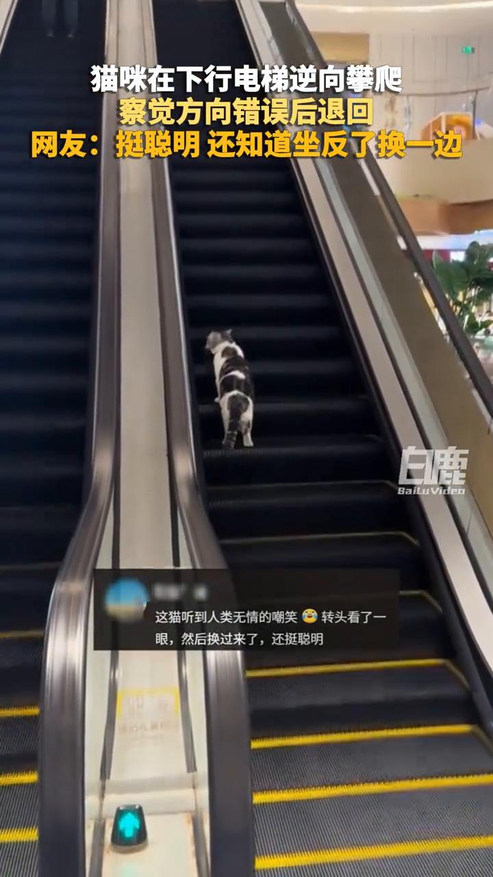 猫咪在下行电梯逆向攀爬，察觉方向错误后退回。
网友：挺聪明，还知道坐反了换一边。